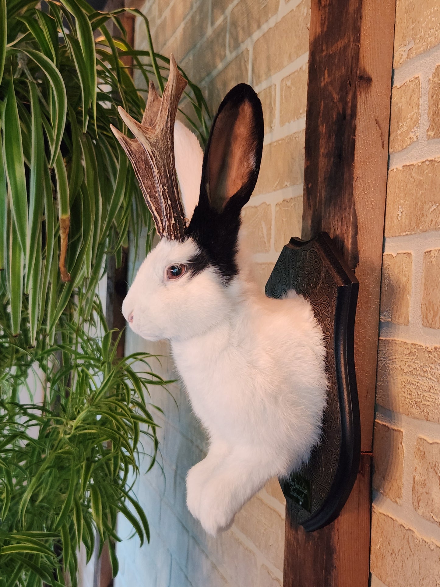 White Jackalope taxidermy with one black ear and real antlers