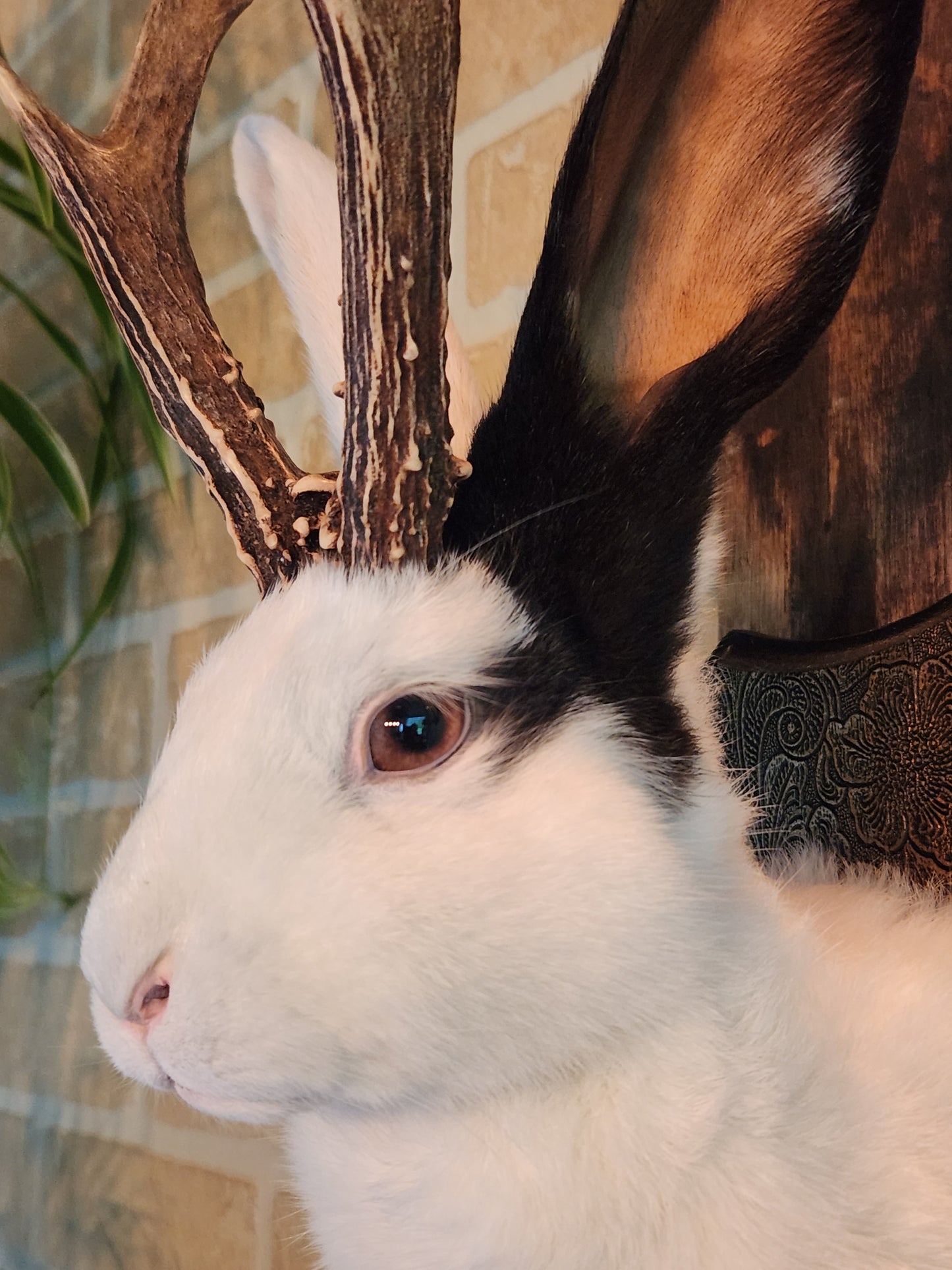 White Jackalope taxidermy with one black ear and real antlers