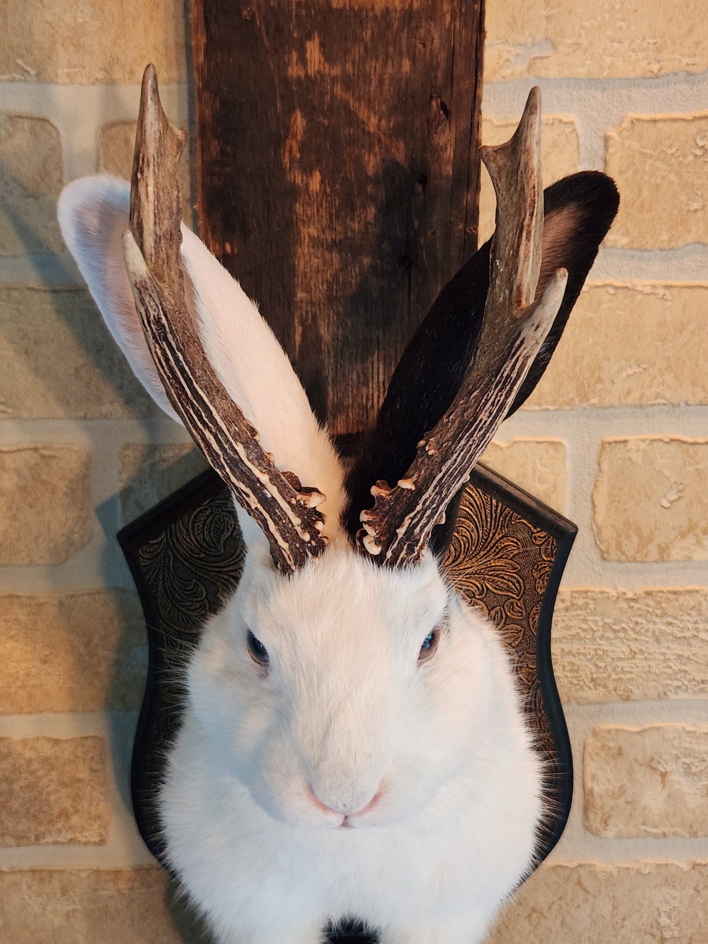 White Jackalope taxidermy with one black ear and real antlers