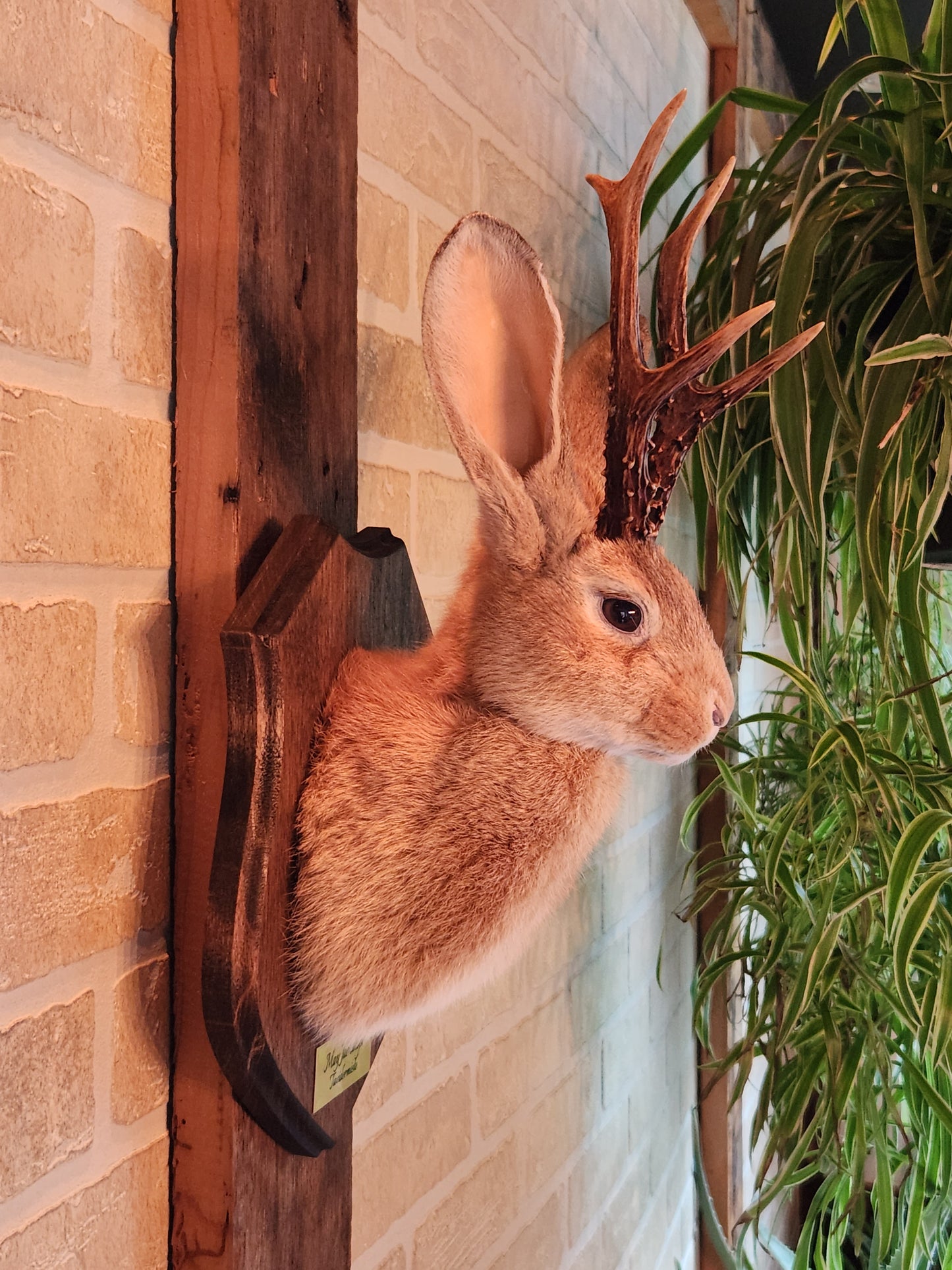 Golden Jackalope taxidermy with dark eyes and real antlers