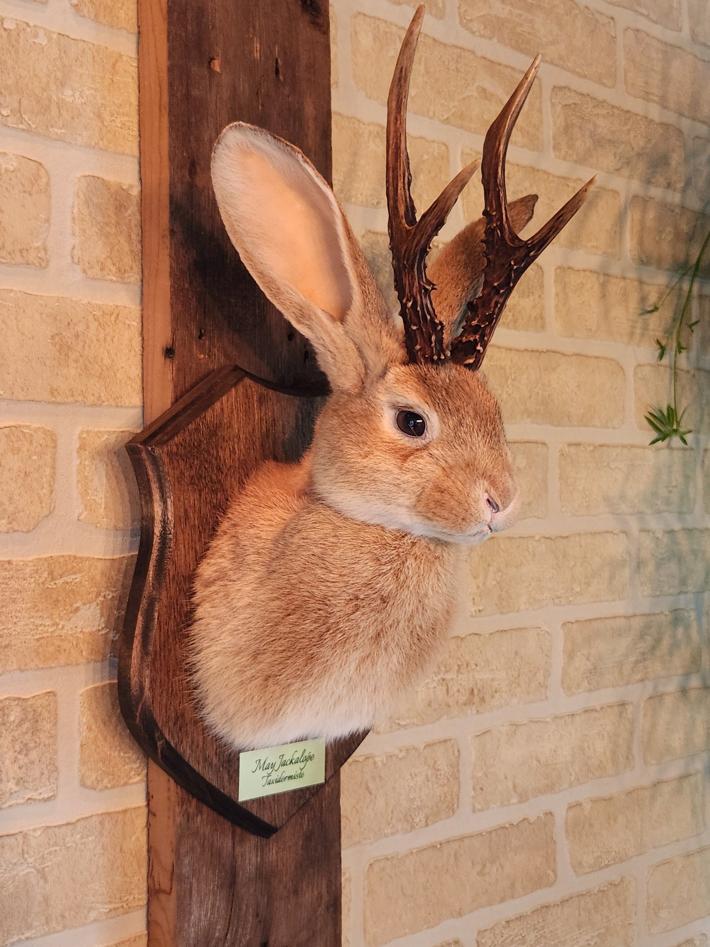 Golden Jackalope taxidermy with dark eyes and real antlers