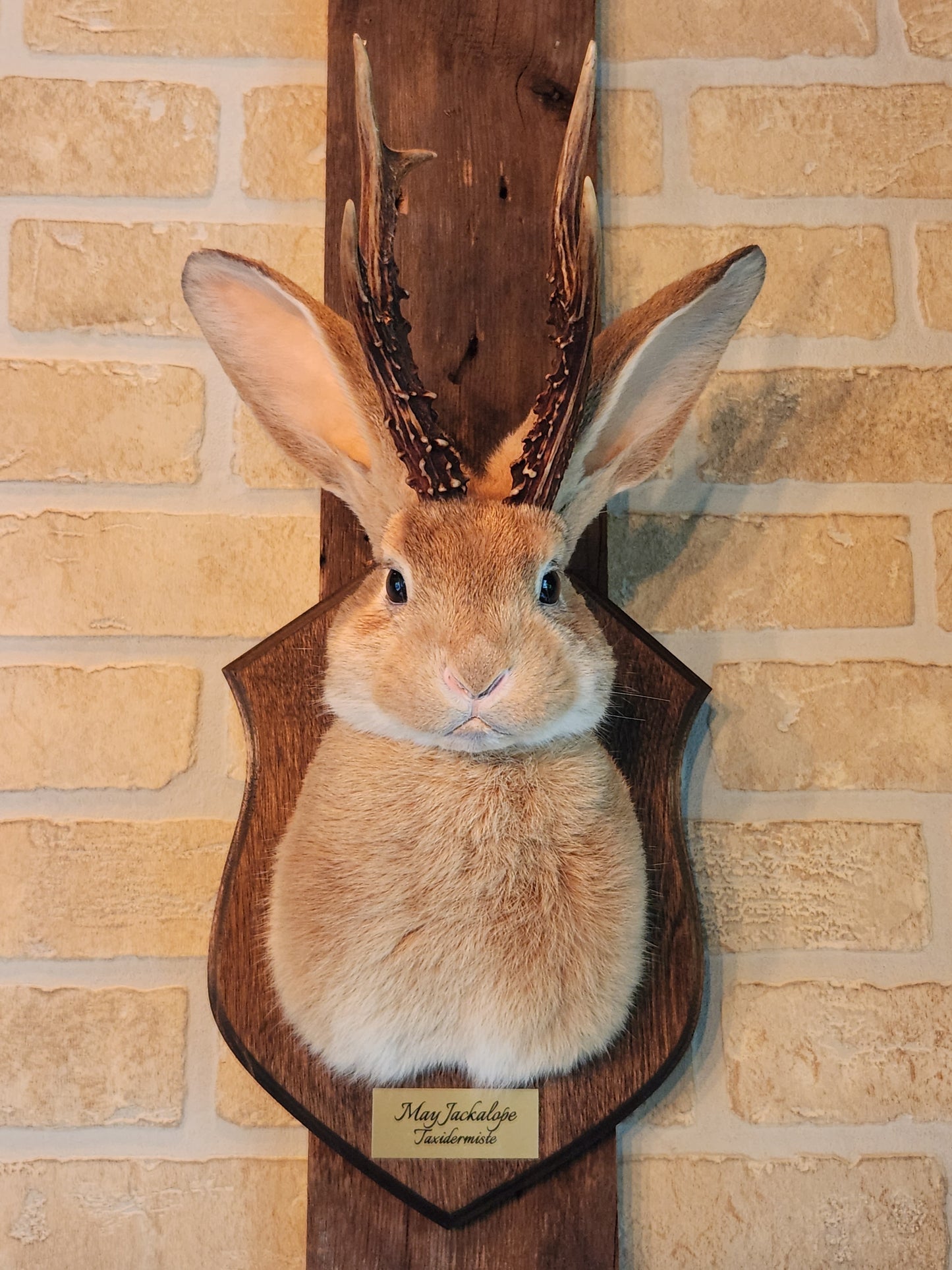 Golden Jackalope taxidermy with dark eyes and real antlers