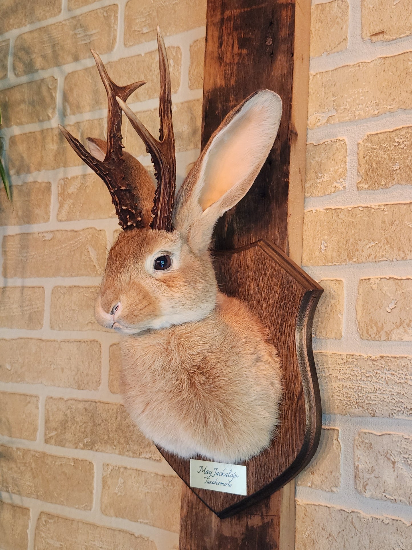 Taxidermie de Jackalope doré avec des yeux foncés et de vrais bois