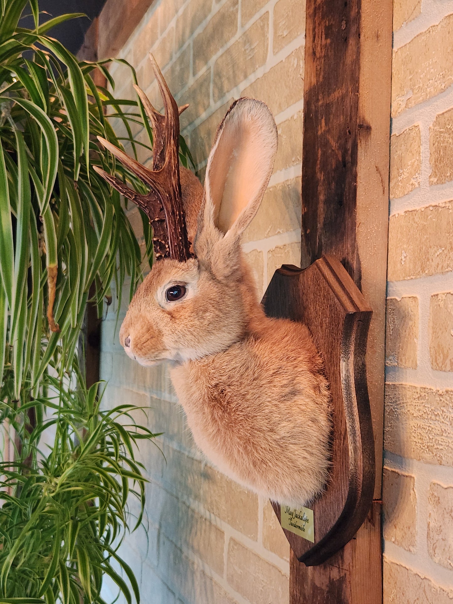 Golden Jackalope taxidermy with dark eyes and real antlers