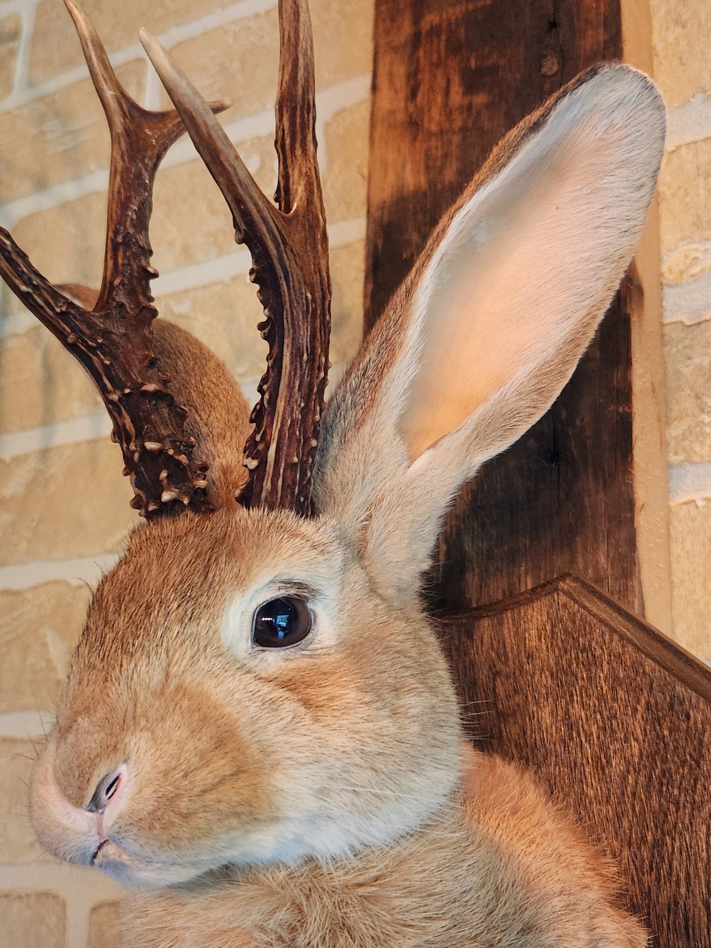 Golden Jackalope taxidermy with dark eyes and real antlers