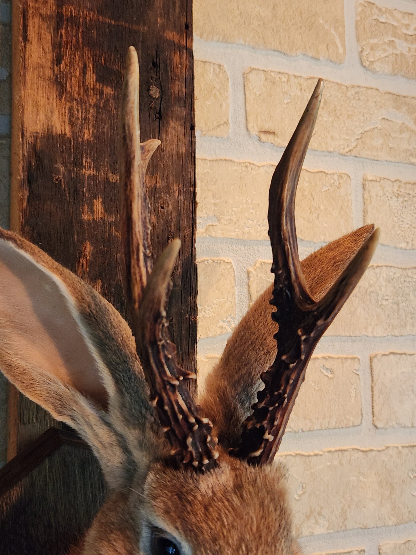 Golden Jackalope taxidermy with dark eyes and real antlers