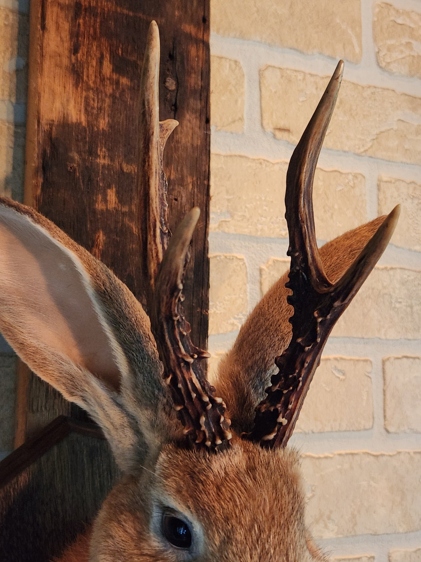 Golden Jackalope taxidermy with dark eyes and real antlers