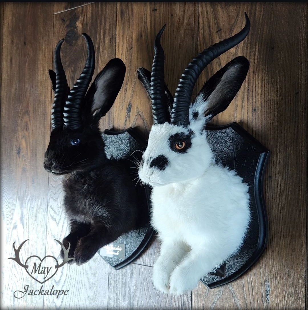DÉPOT pour taxidermie SUR MESURE d'un Jackalope, montage mural.