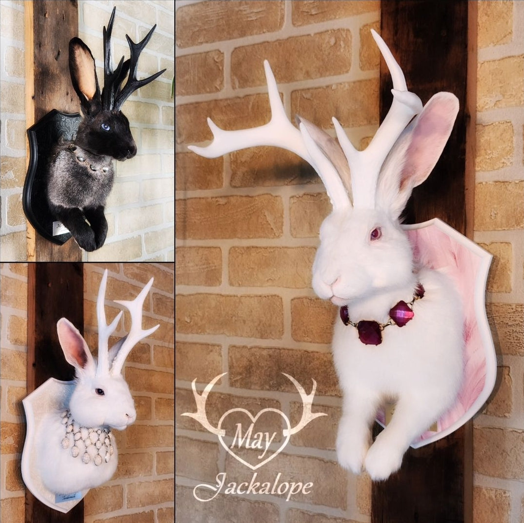 DÉPOT pour taxidermie SUR MESURE d'un Jackalope, montage mural.