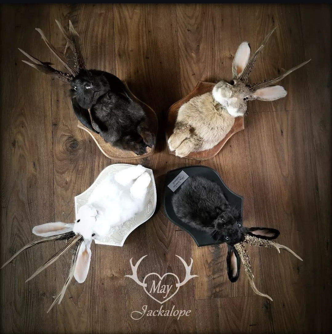 DÉPOT pour taxidermie SUR MESURE d'un Jackalope, montage mural.