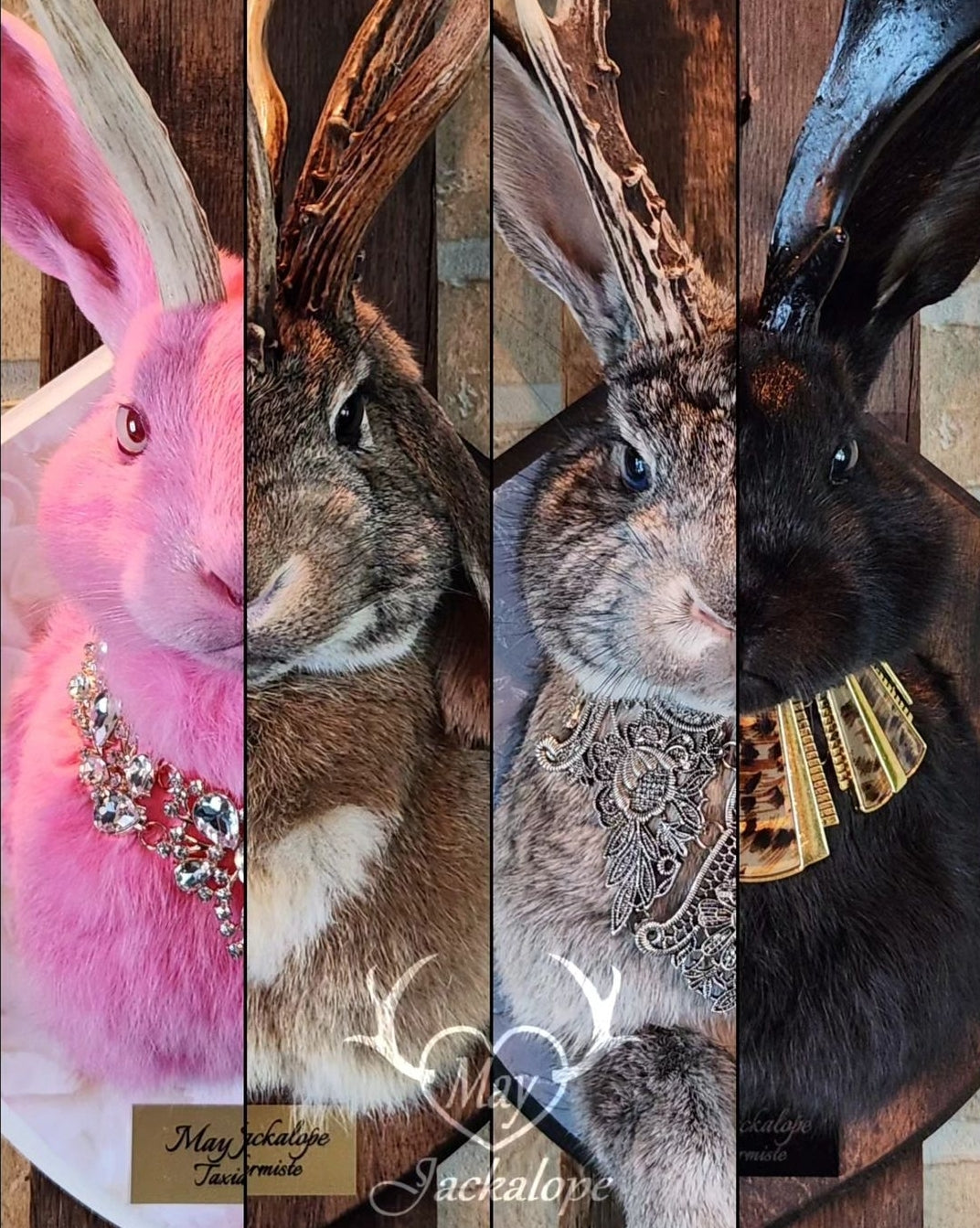 DÉPOT pour taxidermie SUR MESURE d'un Jackalope, montage mural.