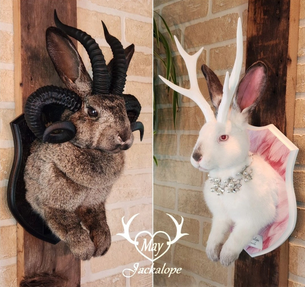DÉPOT pour taxidermie SUR MESURE d'un Jackalope, montage mural.