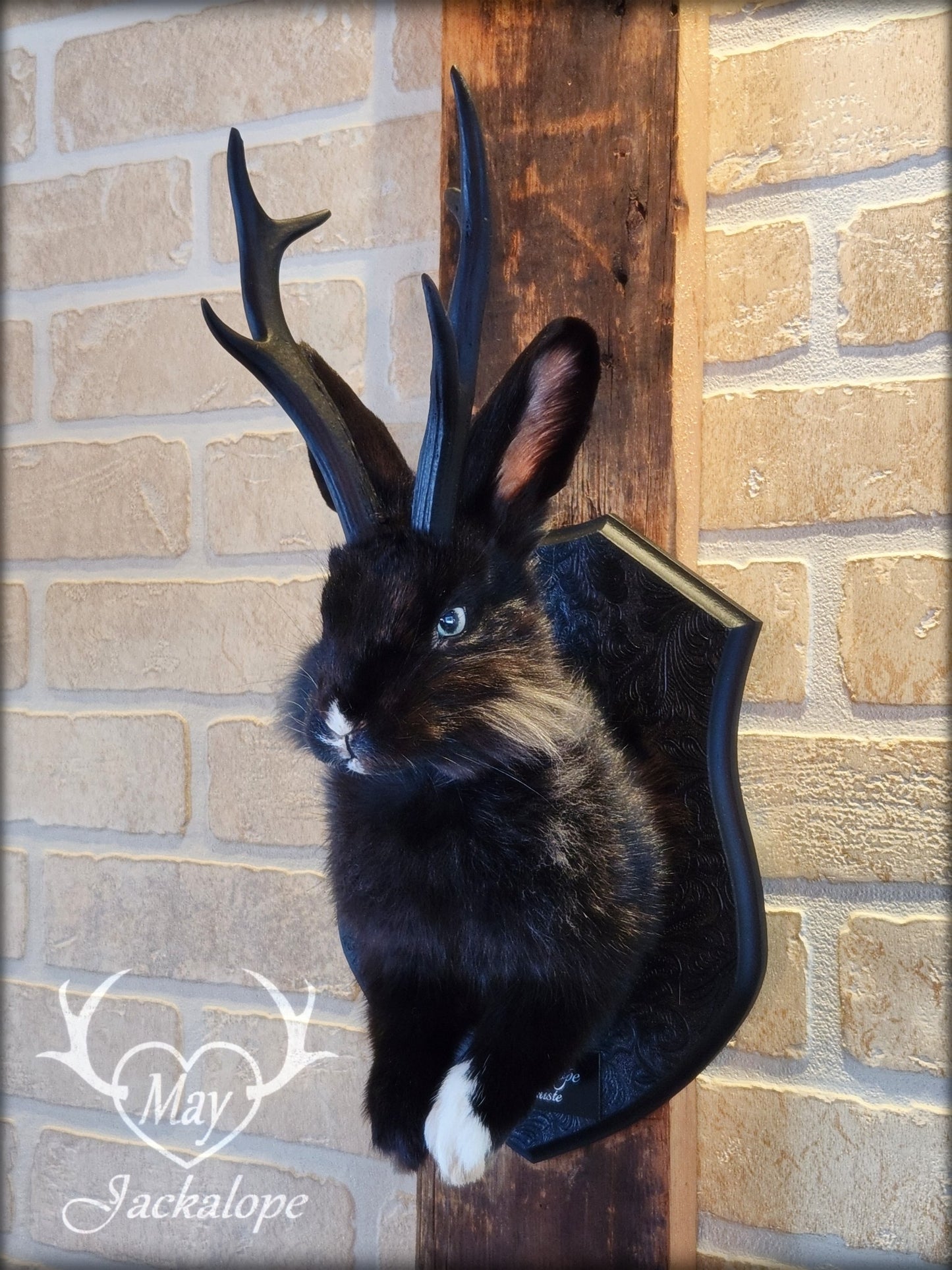 Taxidermie de jackalope noir avec une patte blanche, aux yeux bleu et réplique réaliste de bois