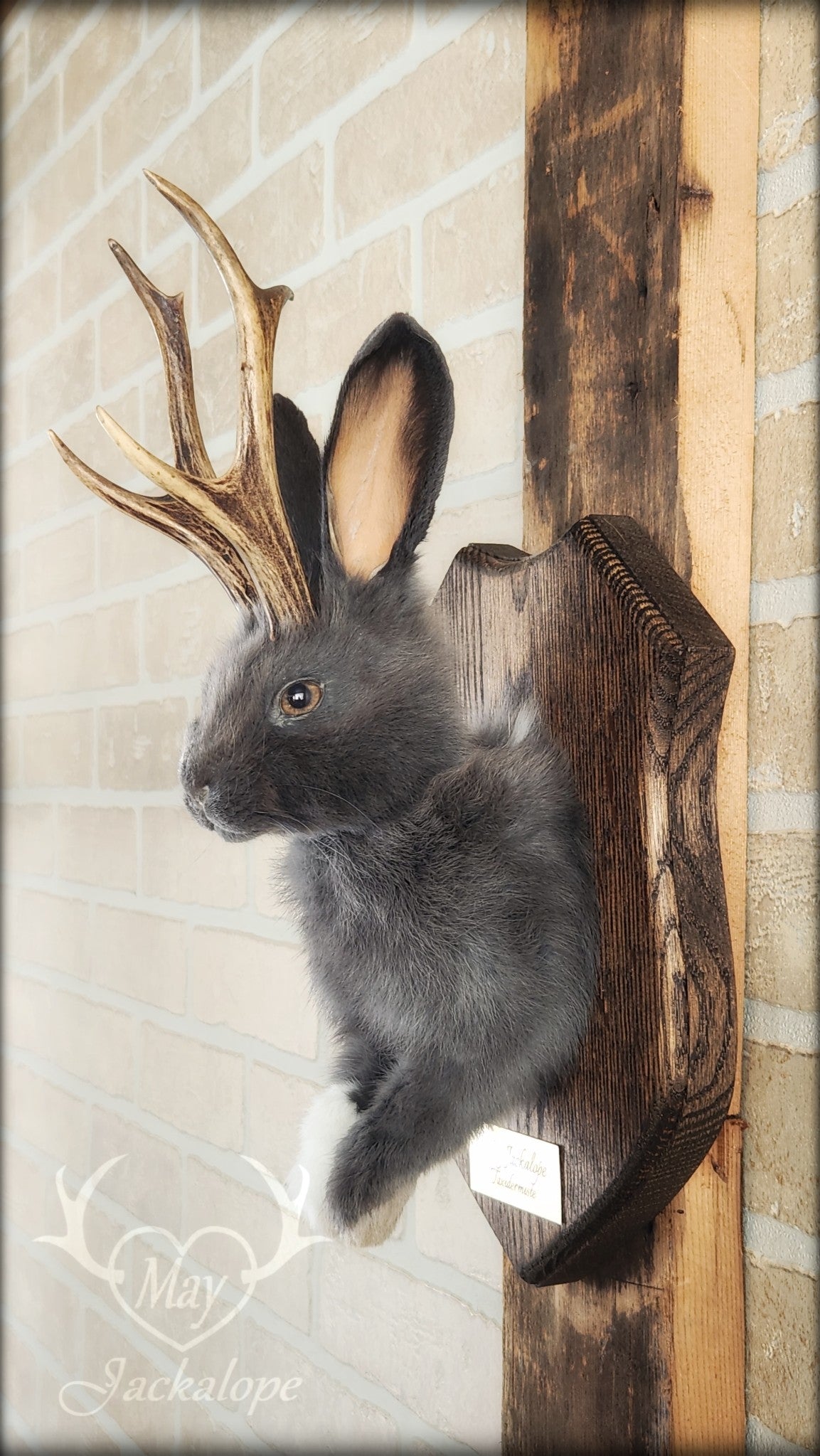 Taxidermie d'un jackalope bleu et blanc, aux yeux noisette avec vrai bois