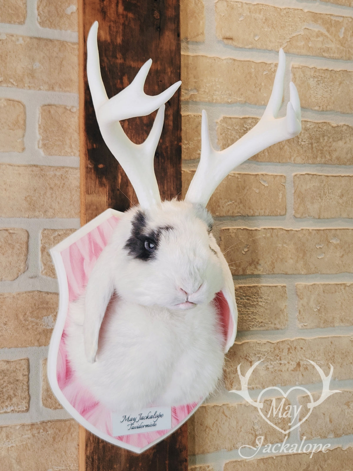 White & blue lop Jackalope taxidermy with grey-blue eyes & big antlers replica
