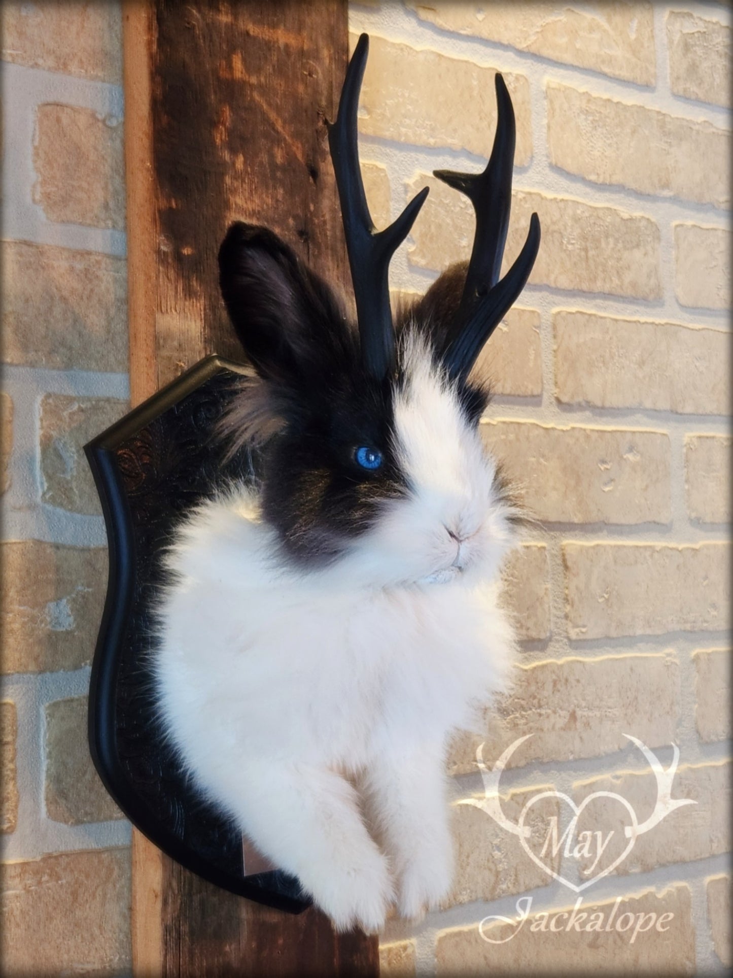 Taxidermie de jackalope noir et blanc poil long aux yeux bleu vif et réplique réaliste de bois