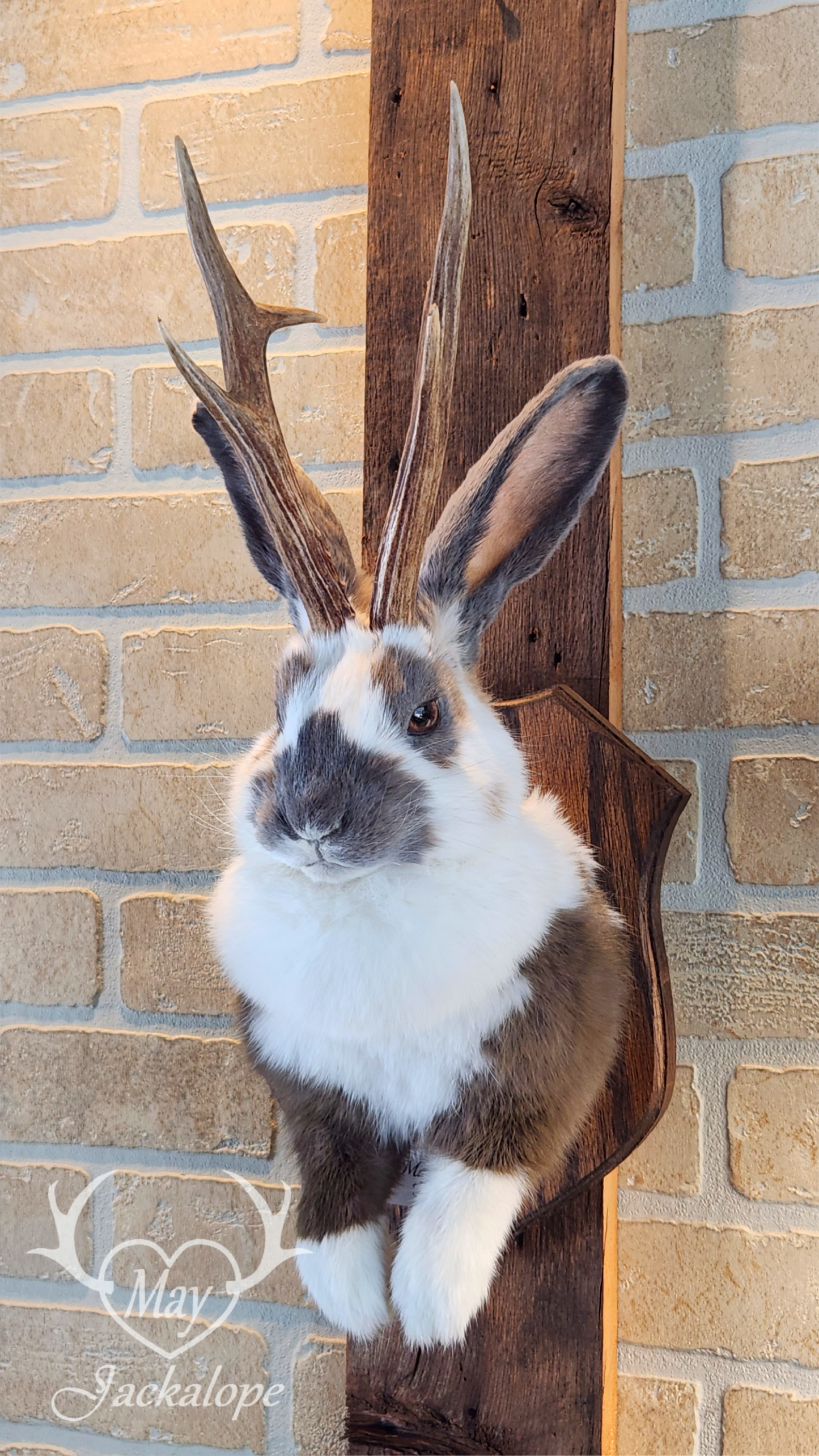 Taxidermie de Jackalope trois couleures Tuxedo, aux yeux noisettes et vrais bois