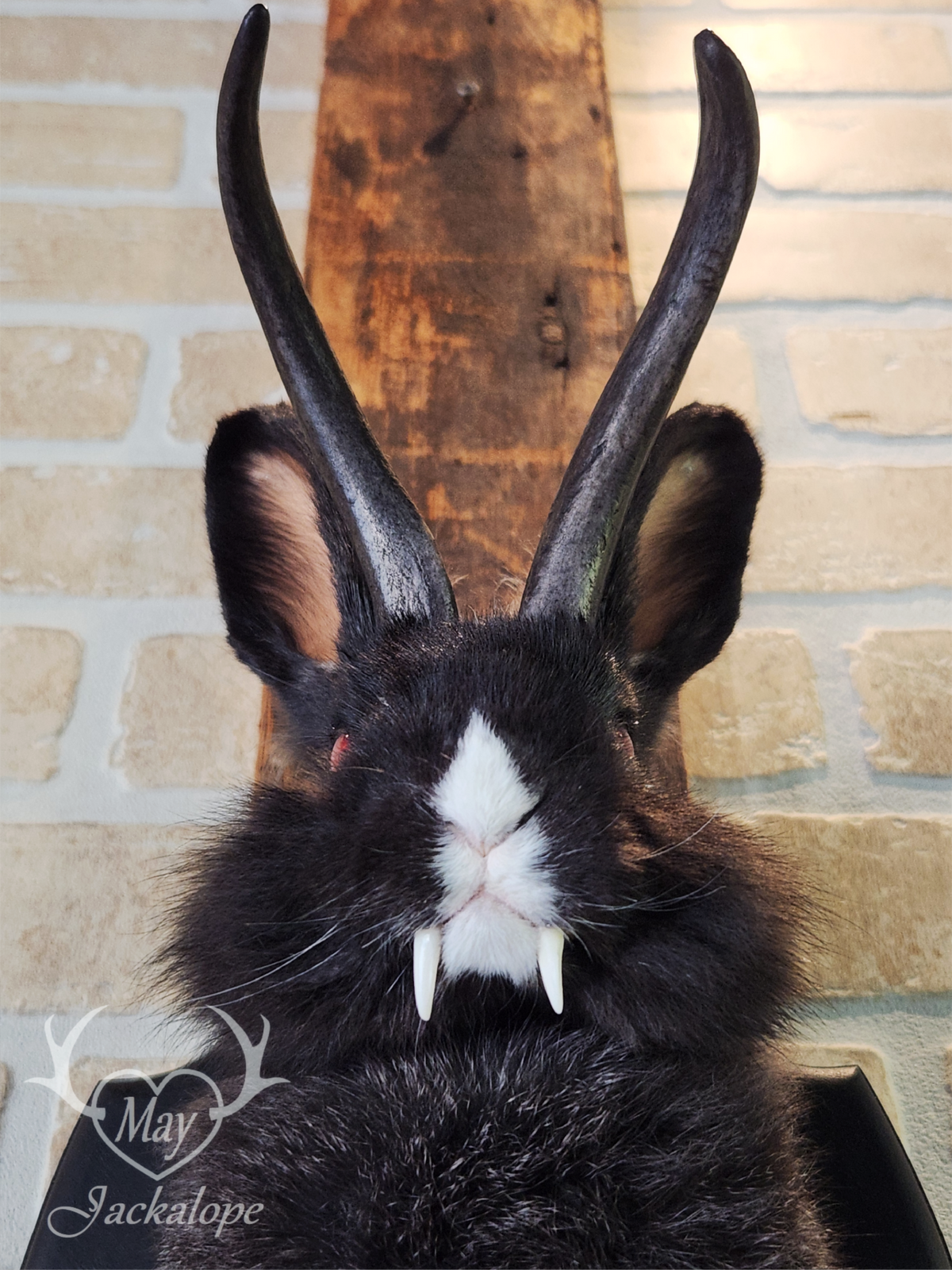 Black & white vampire Jackalope taxidermy with red eyes & real antlers