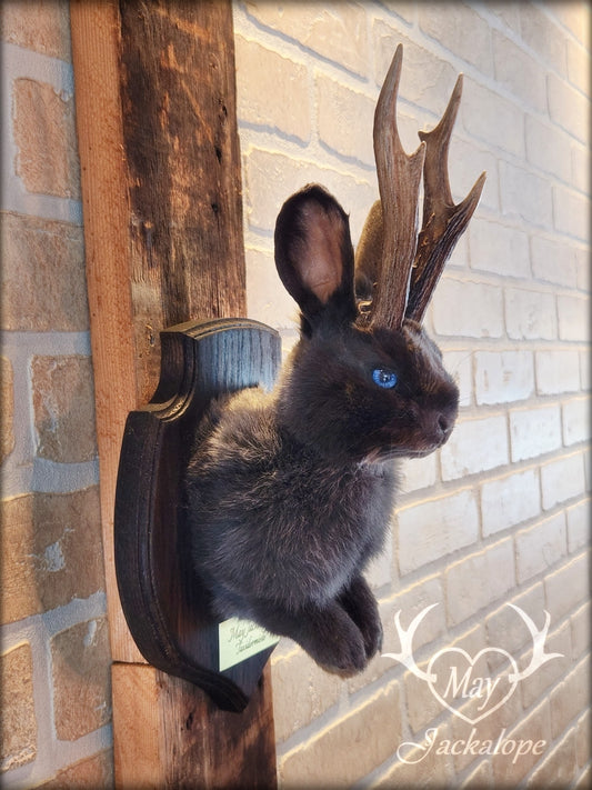 Mini blue Jackalope taxidermy with bright blue eyes & real antlers