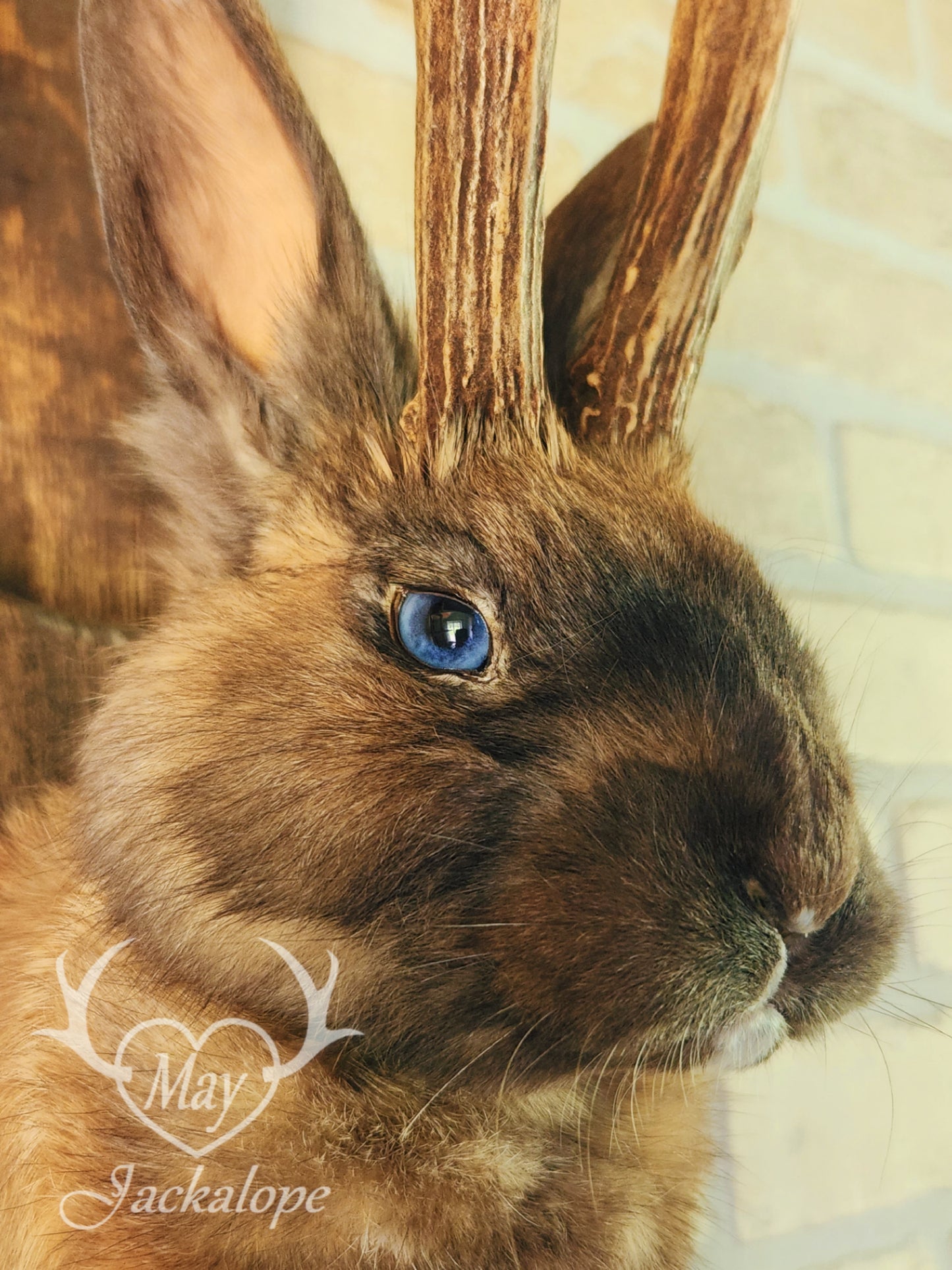 Fox colored jackalope with blue eyes and real antlers