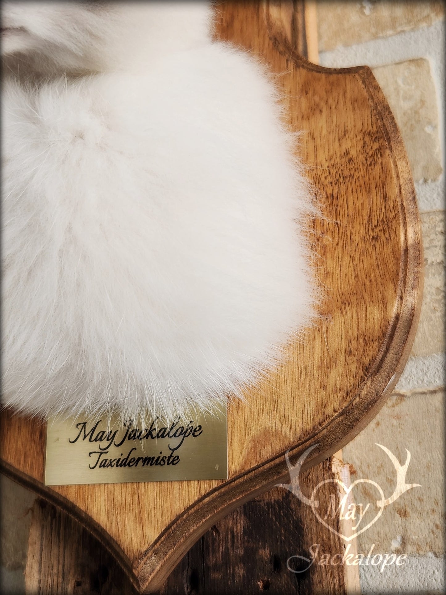 Small white jackalope taxidermy with blue eyes & real antlers