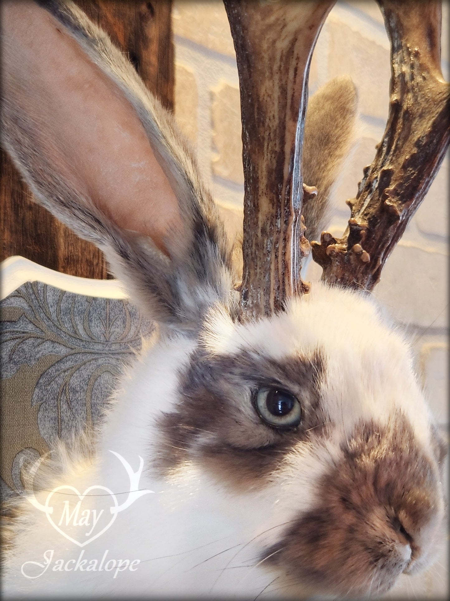 Taxidermie de jackalope blanc et gris aux yeux bleu et vrais bois