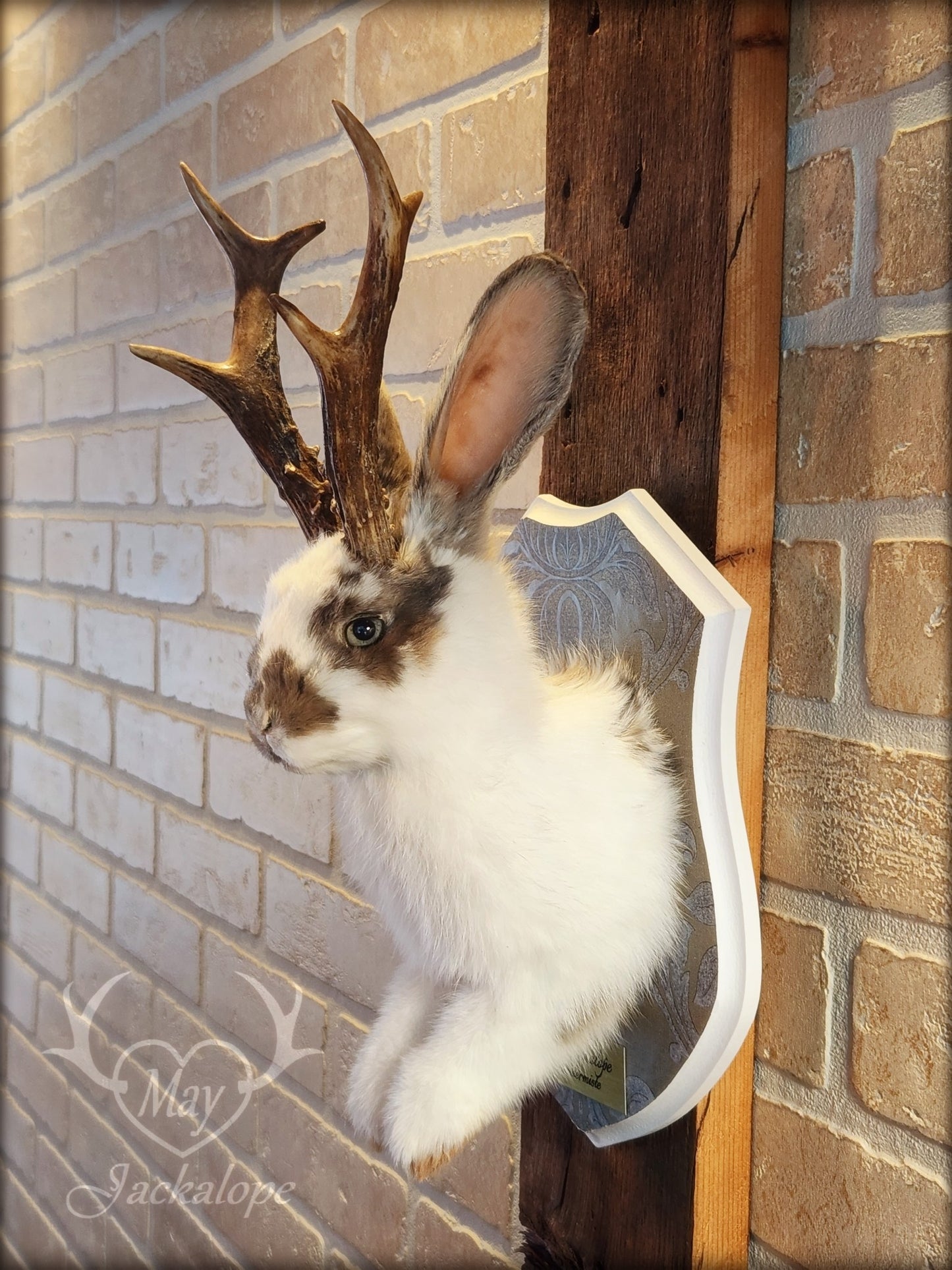 Taxidermie de jackalope blanc et gris aux yeux bleu et vrais bois