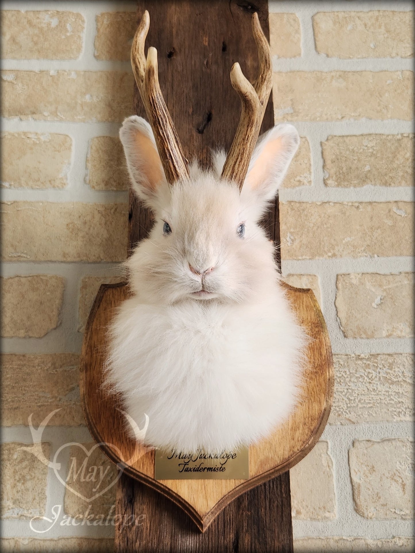 Small white jackalope taxidermy with blue eyes & real antlers