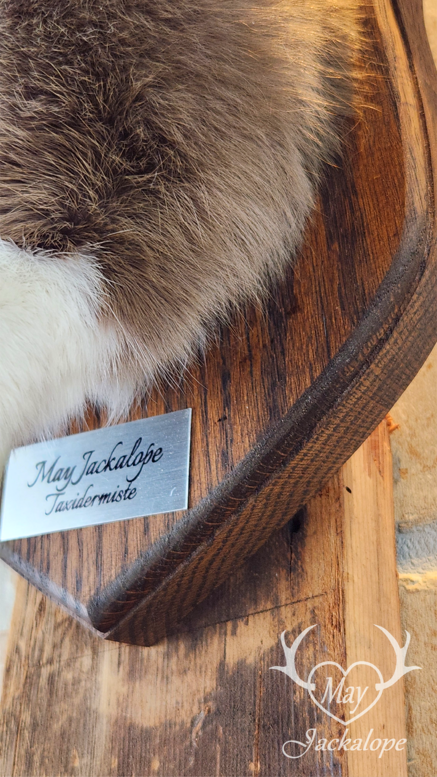 Taxidermie de Jackalope trois couleures Tuxedo, aux yeux noisettes et vrais bois