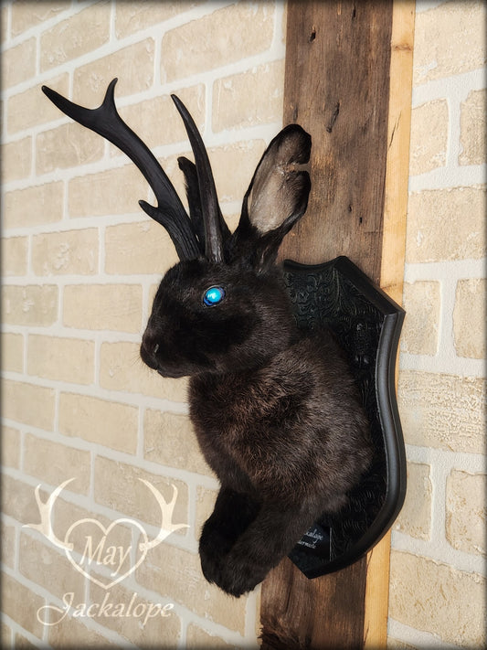Black Jackalope taxidermy with blue eye and real antlers, damaged ear and scarred eye