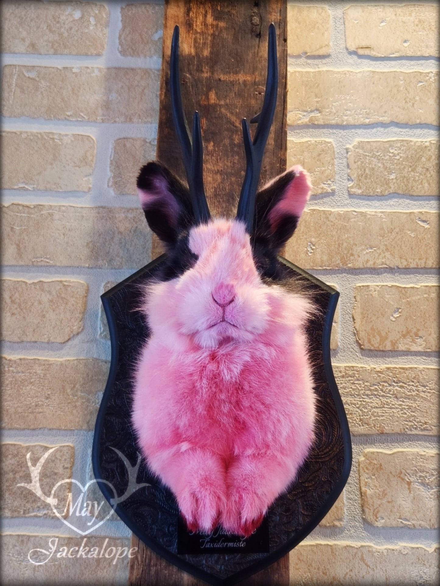 Taxidermie de jackalope rose et noir aux yeux foncé et réplique réaliste de bois