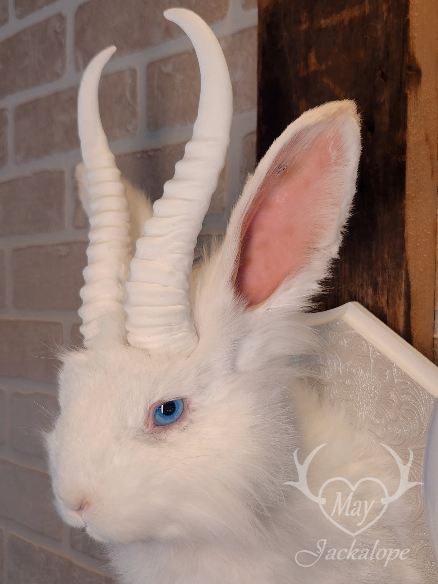 Long-haired white Jackalope taxidermy with bright blue eyes & horns replica