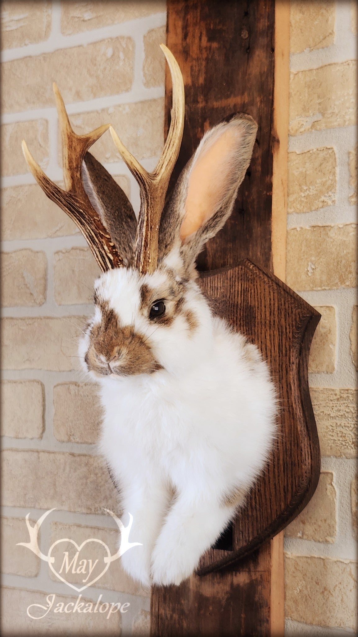 Taxidermie d'un jackalope blanc et brun, aux yeux foncés avec vrai bois