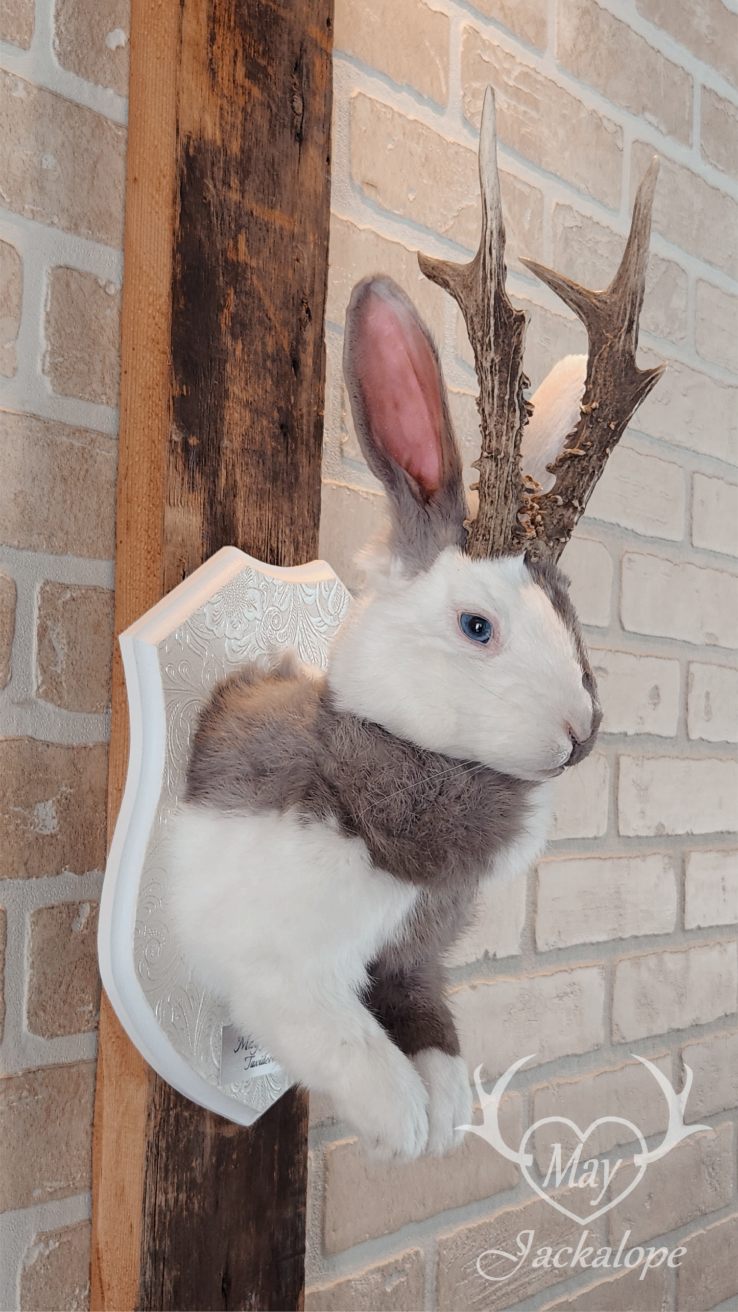 Taxidermie de Jackalope Harlequin ''Lilac Magpie'' aux yeux bleu et vrais bois