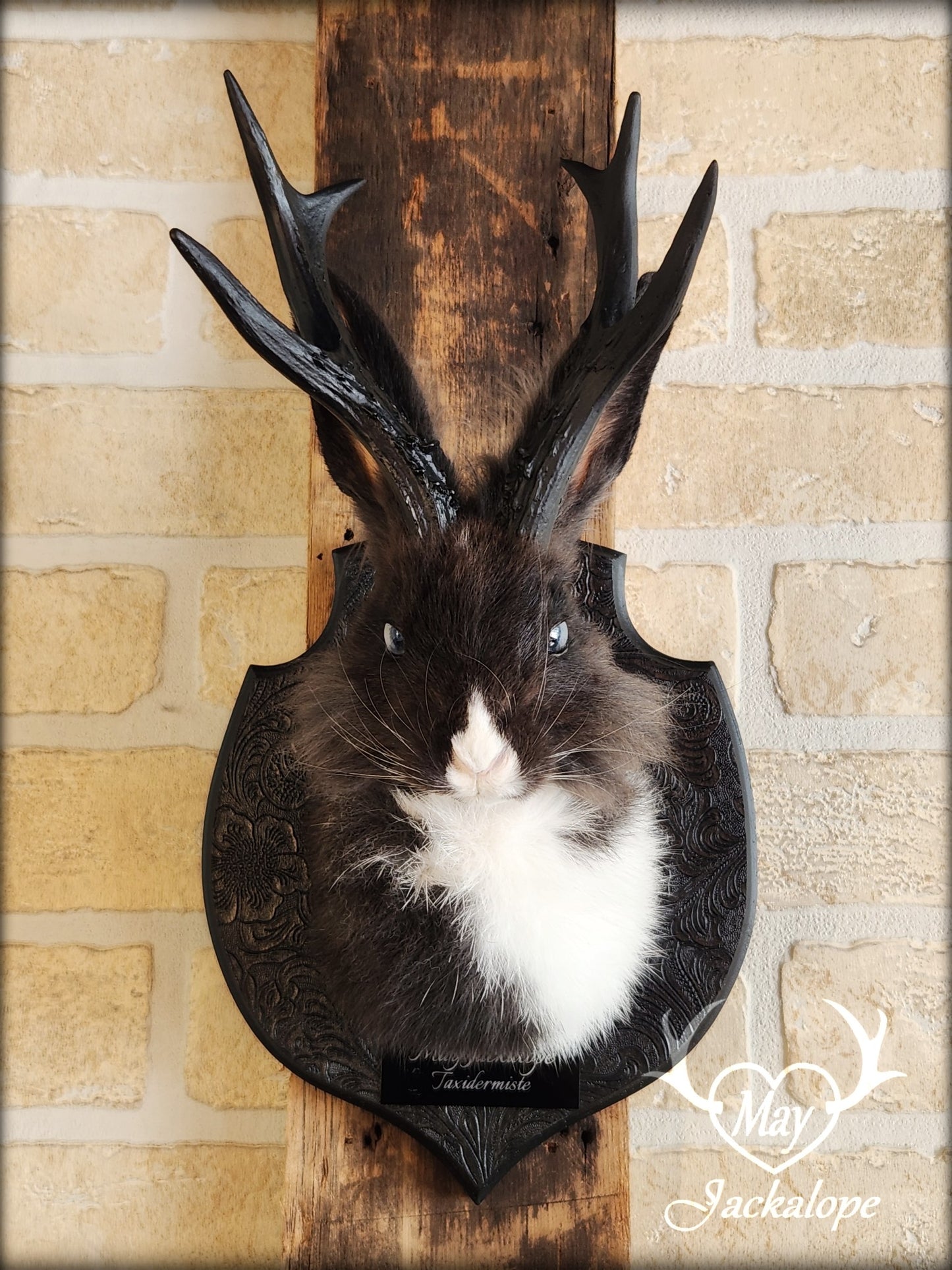 Small black & white jackalope taxidermy with blue eyes & antlers replica