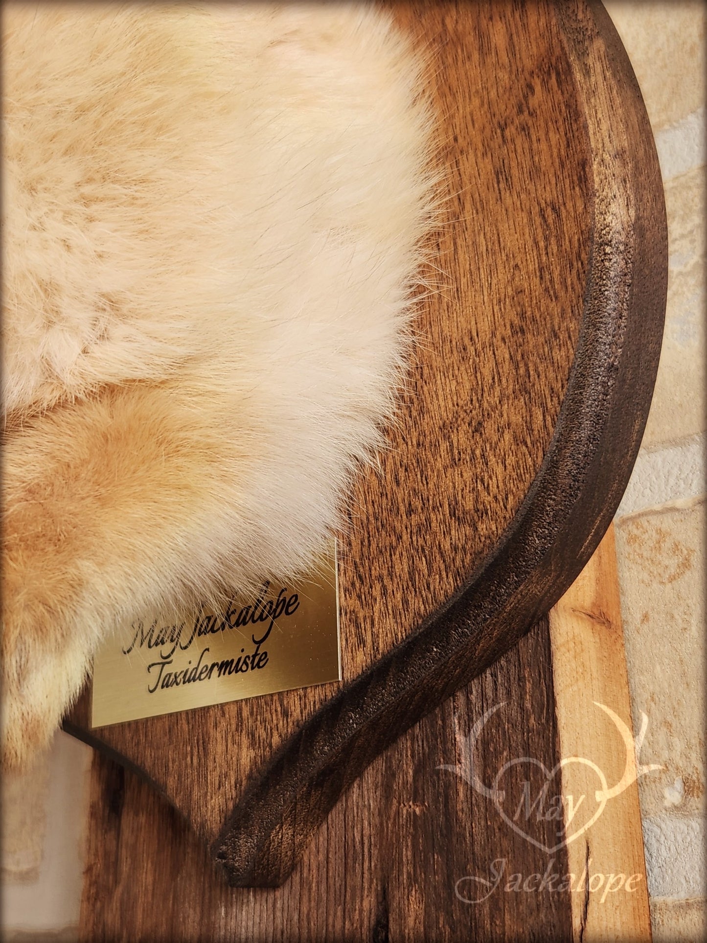 Small jackalope taxidermy, harlequin fur with blue eyes & real antlers