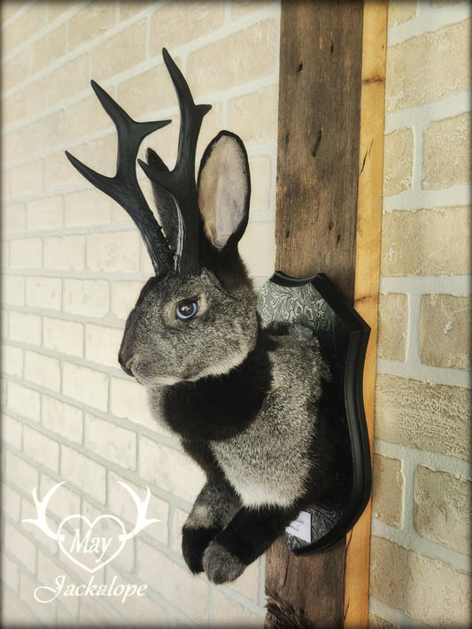 Taxidermie de jackalope harlequin gris