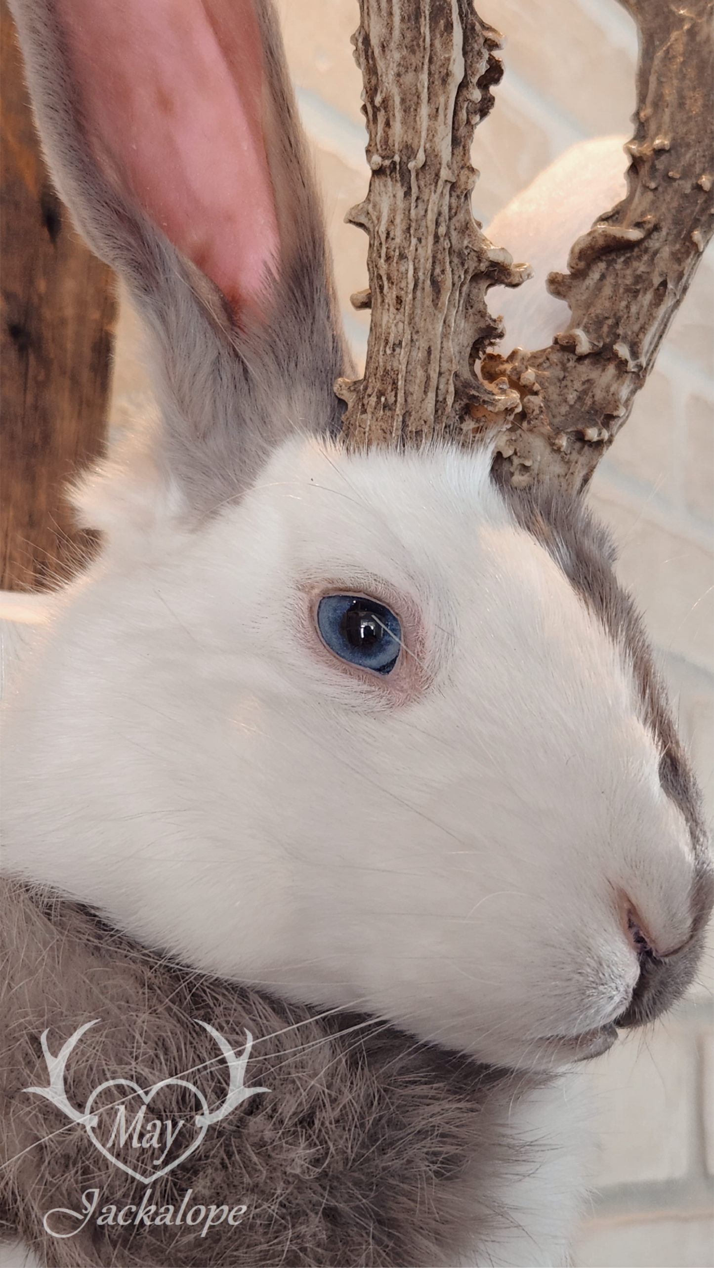 Taxidermie de Jackalope Harlequin ''Lilac Magpie'' aux yeux bleu et vrais bois