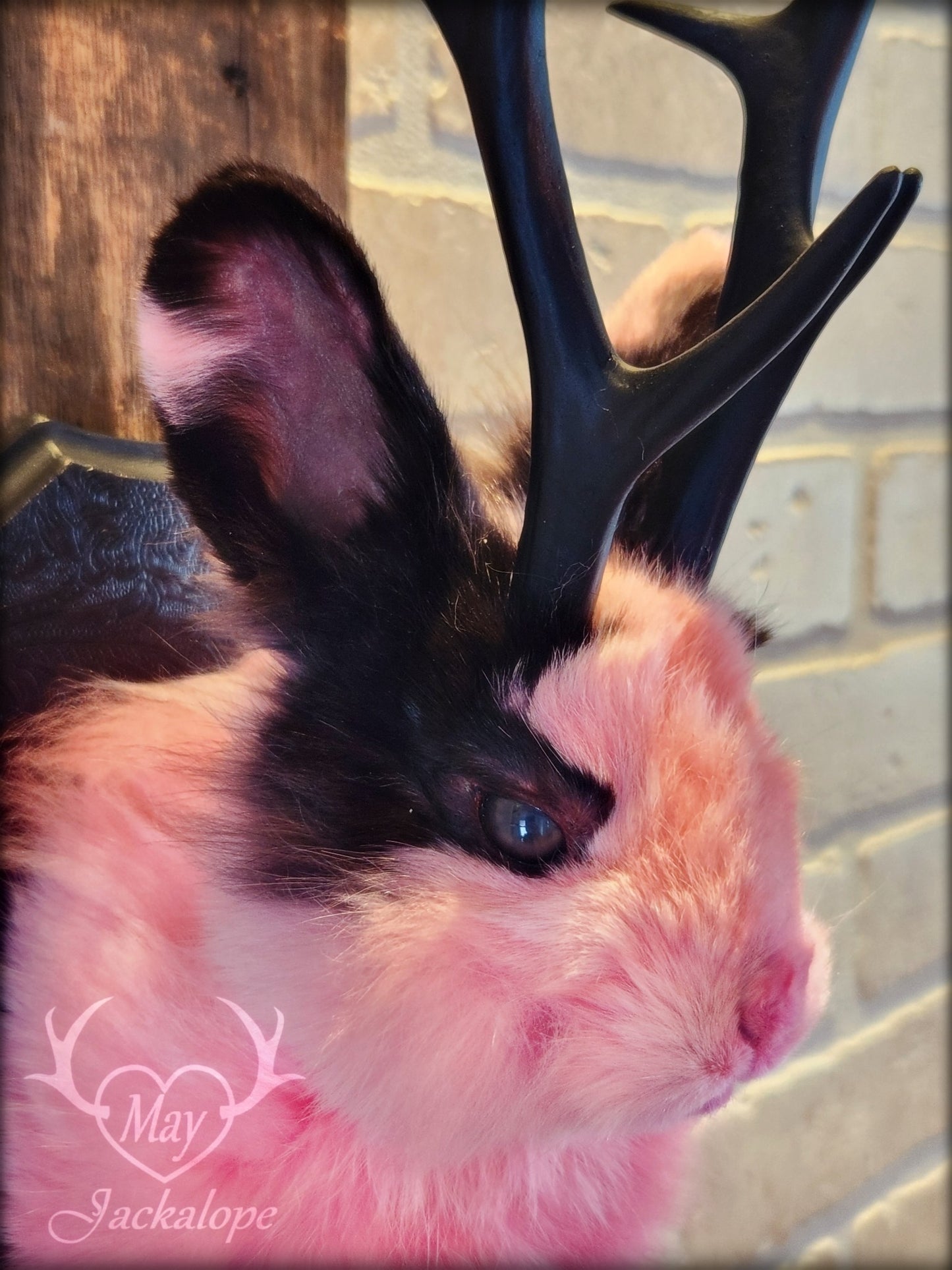 Taxidermie de jackalope rose et noir aux yeux foncé et réplique réaliste de bois
