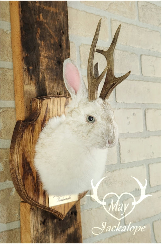 Taxidermie d'un mini jackalope pâle avec un vrai panache