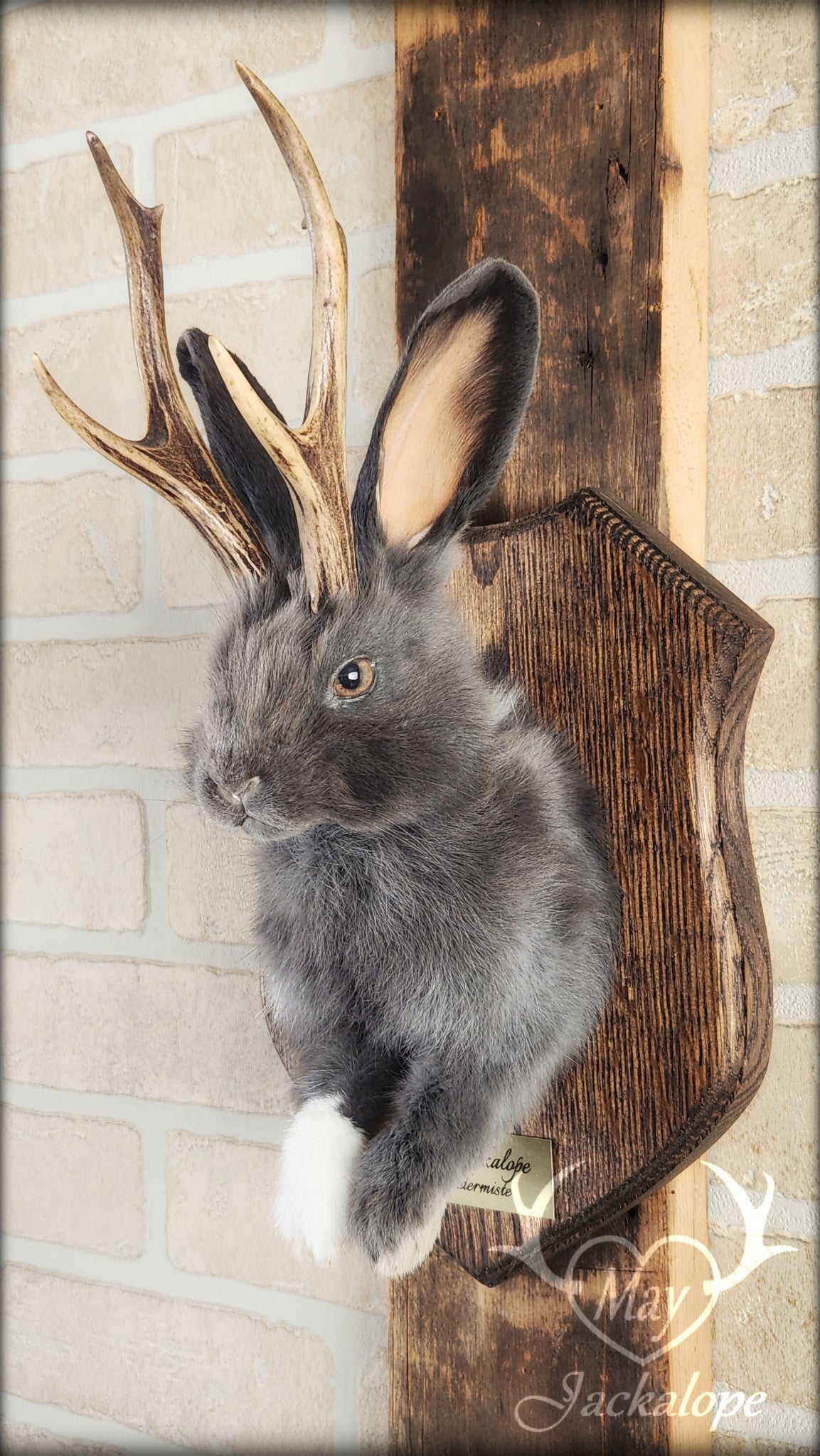 Taxidermie d'un jackalope bleu et blanc, aux yeux noisette avec vrai bois
