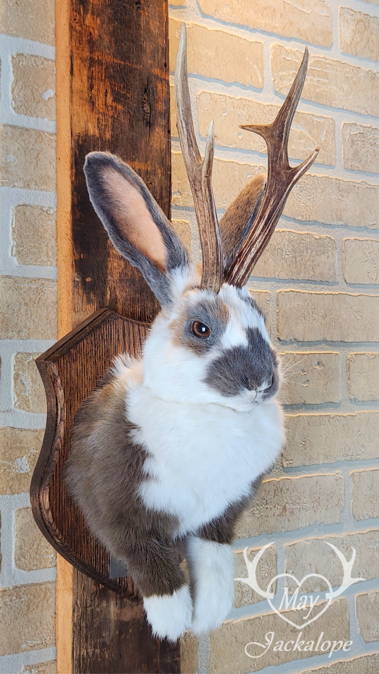 Taxidermie de Jackalope trois couleures Tuxedo, aux yeux noisettes et vrais bois