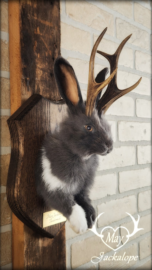 Taxidermie d'un jackalope bleu et blanc, aux yeux noisette avec vrai bois