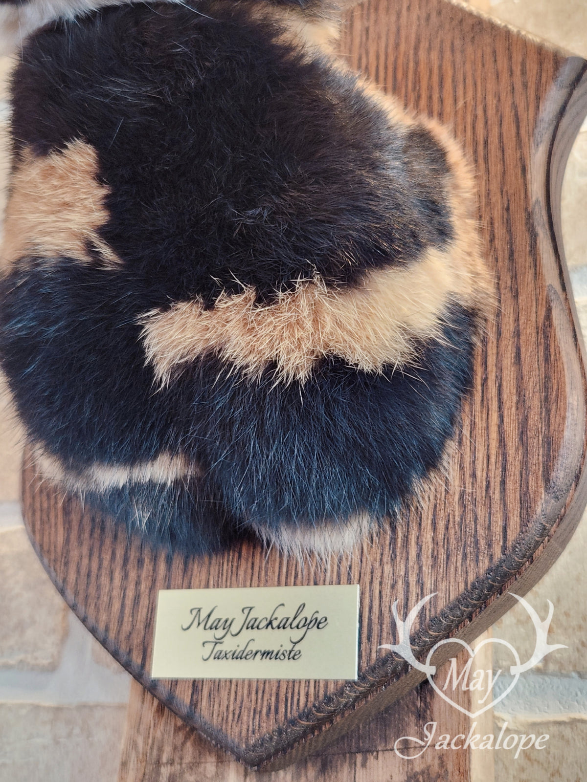 black & orange (replica) harlequin jackalope taxidermy with dark eyes and real antlers