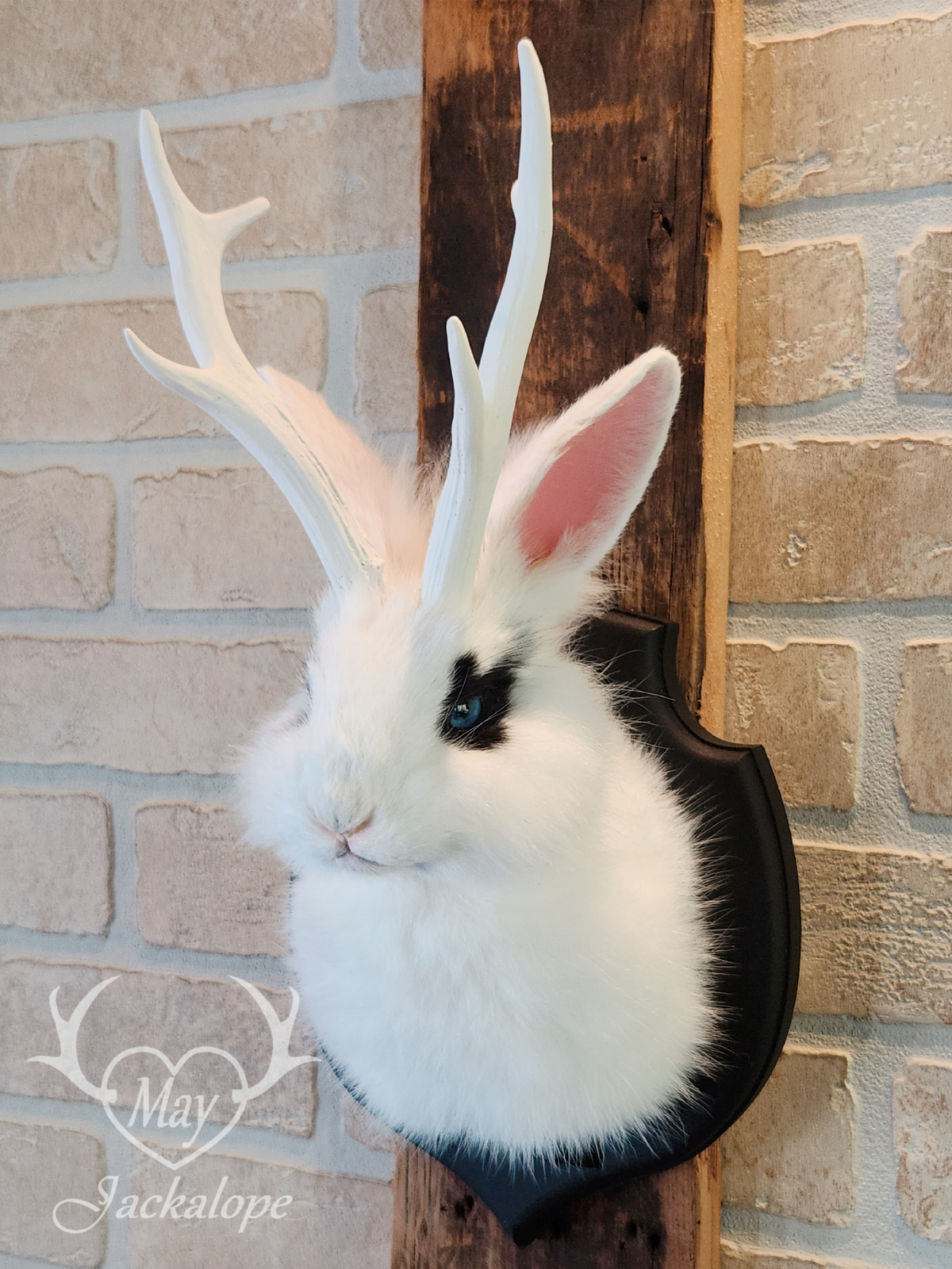 White & black Jackalope taxidermy with blue eyes & antlers replica