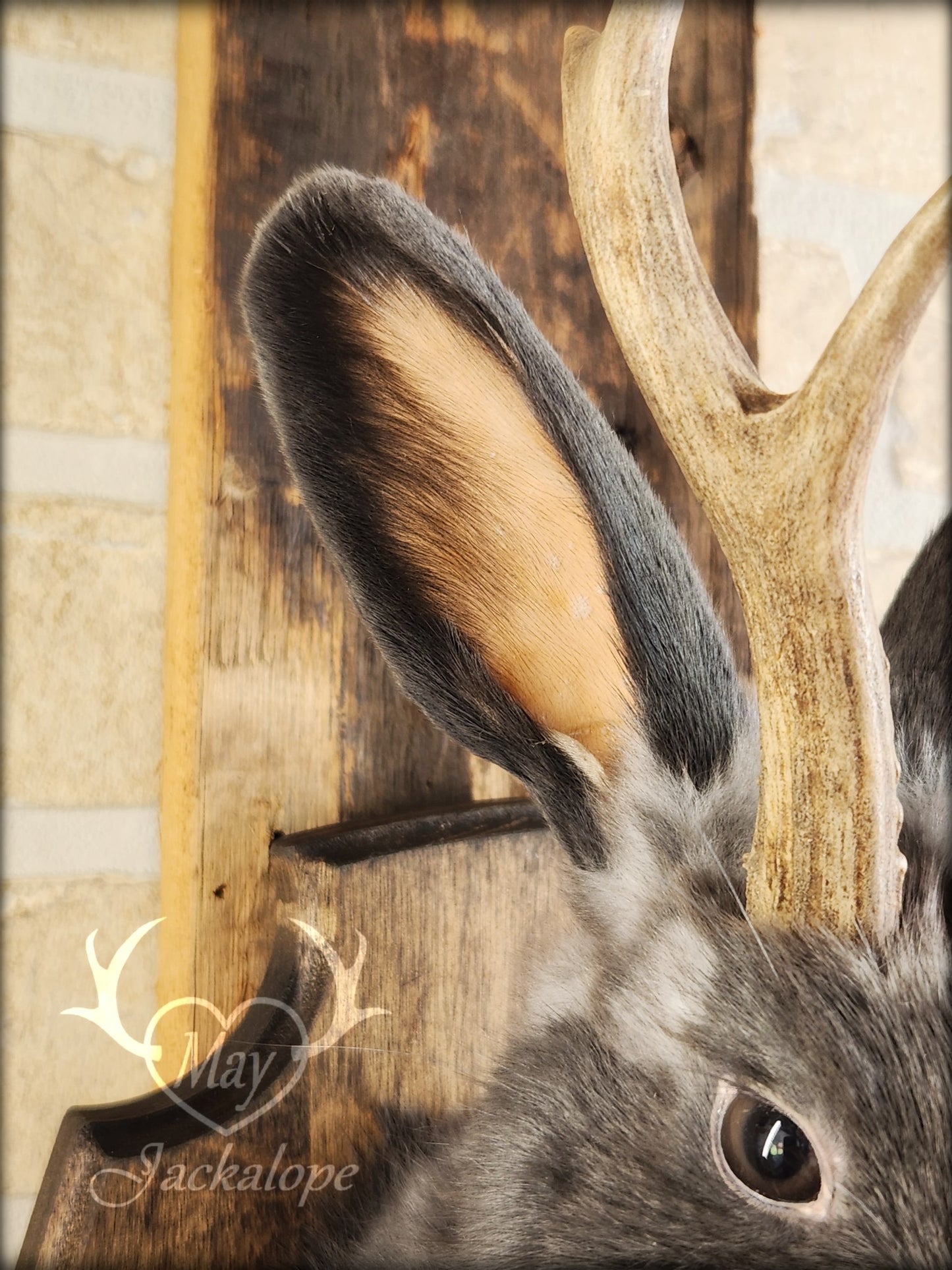 Small blue jackalope taxidermy with brown eyes & real antlers