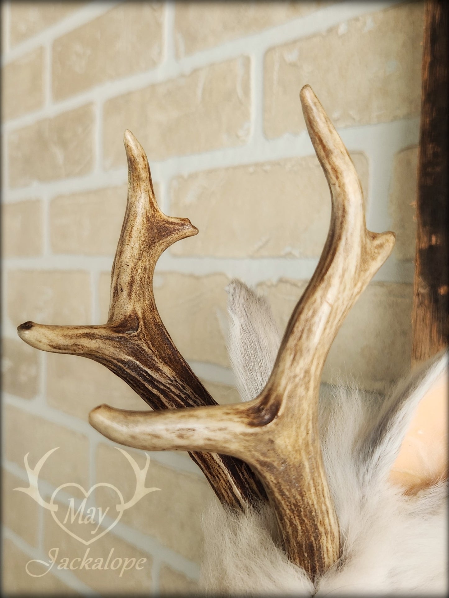 Small white jackalope taxidermy with blue eyes & real antlers