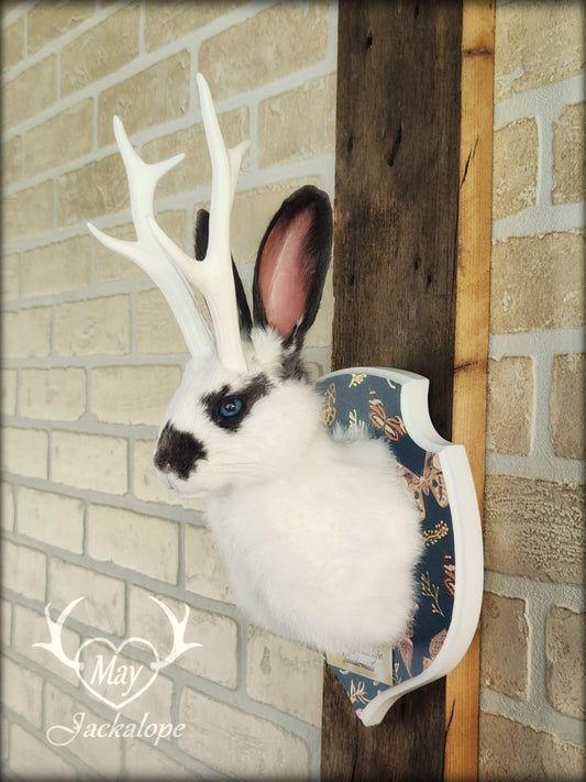 Petite taxidermie de jackalope blanc et gris aux yeux bleus avec réplique de panache.