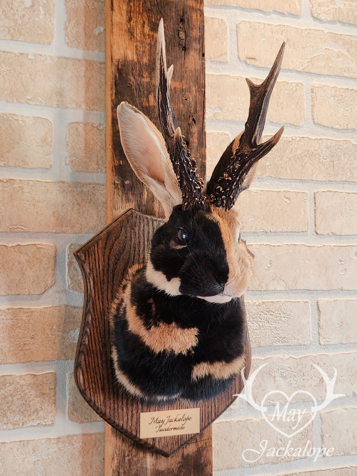 black & orange (replica) harlequin jackalope taxidermy with dark eyes and real antlers