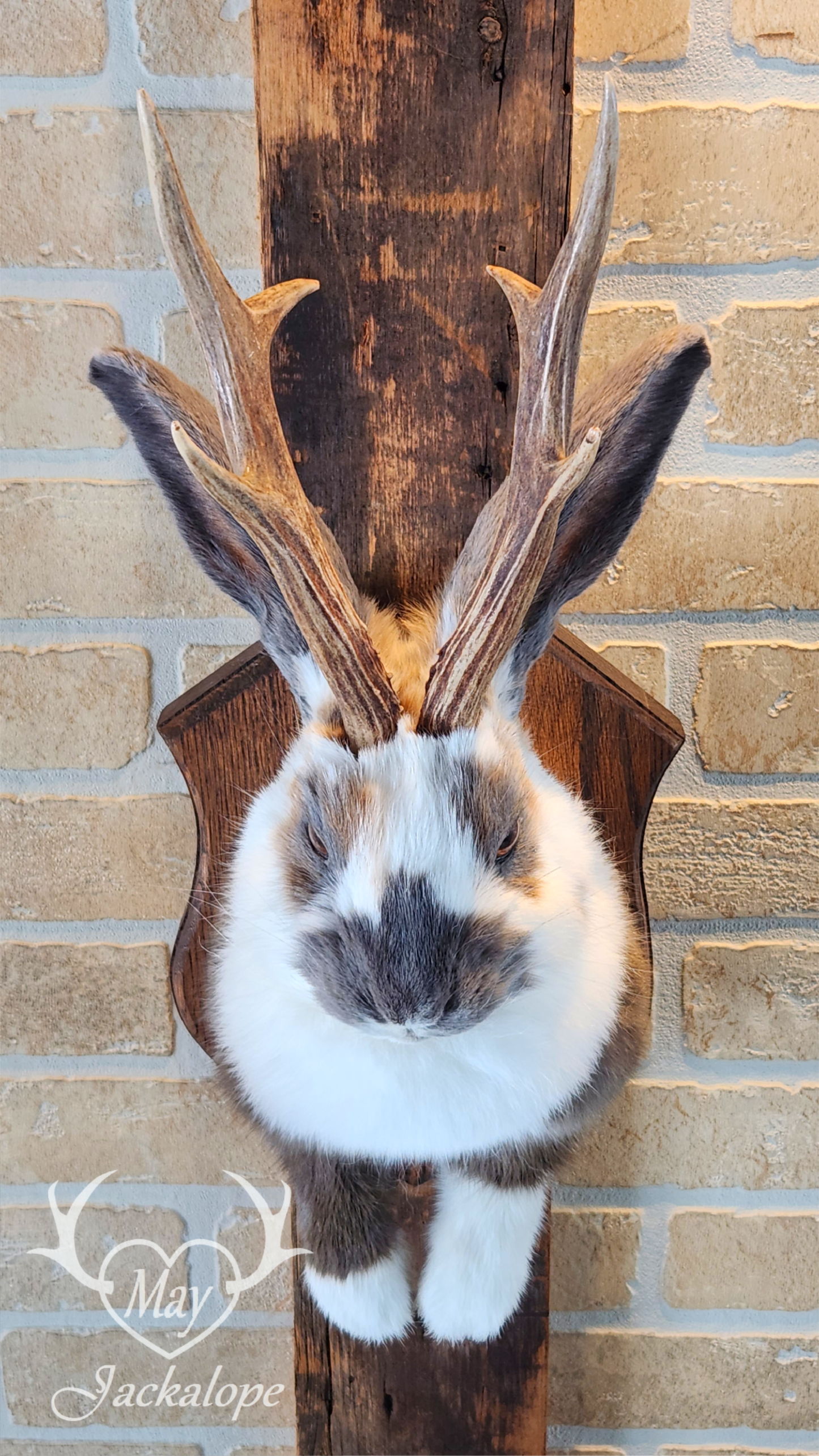 Taxidermie de Jackalope trois couleures Tuxedo, aux yeux noisettes et vrais bois